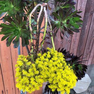 Meet your Posher, Elena